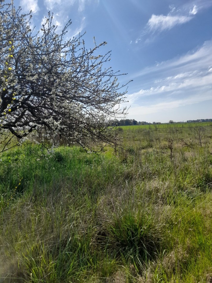 ALQUILER - CAMPO